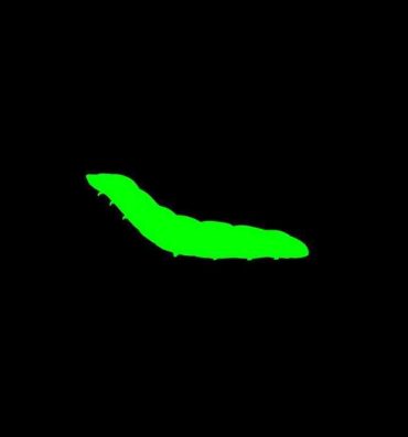 Ftvgirls Dickloving Caterpillar- Original hentai Jocks